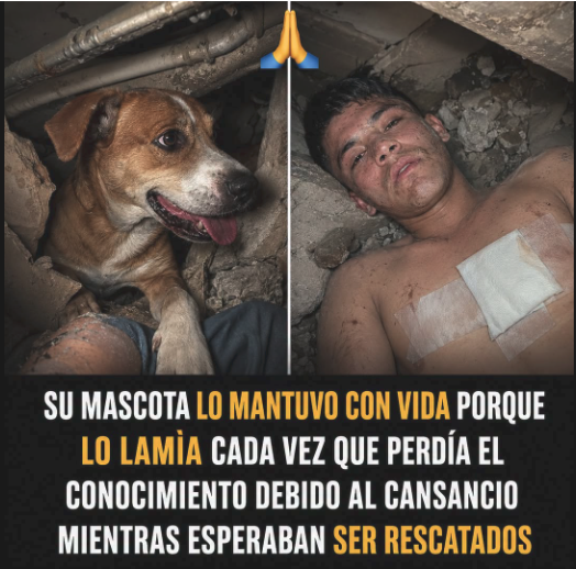 Joven y su perro sobrevivieron 14 días bajo los escombros: lo que se sabe del rescate